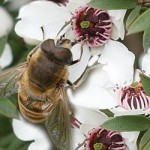 Bees Blessing